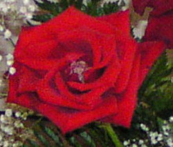 One Red Rose